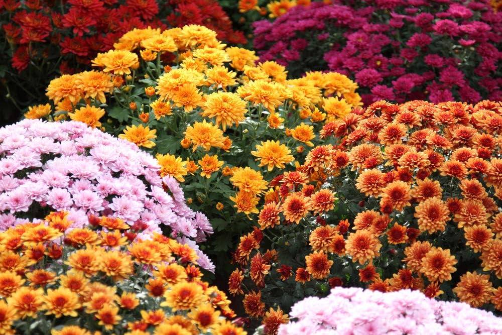 Chrysanthemum indicum hortorum Flower Seeds – Heirloom Non-GMO Seeds