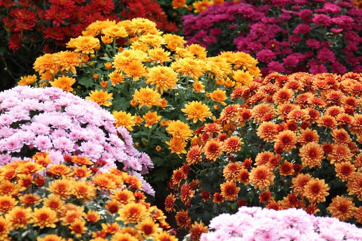 Chrysanthemum indicum hortorum Flower Seeds – Heirloom Non-GMO Seeds