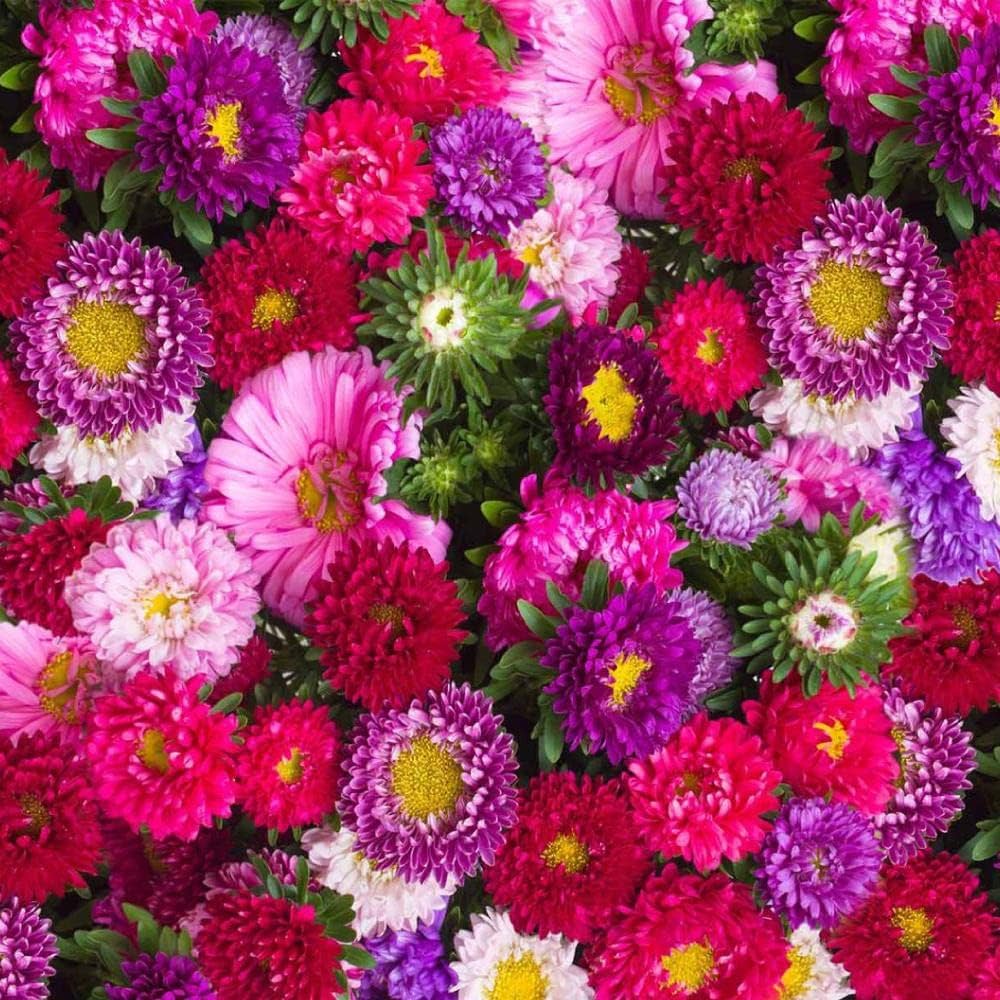 ostrich plume flower seeds