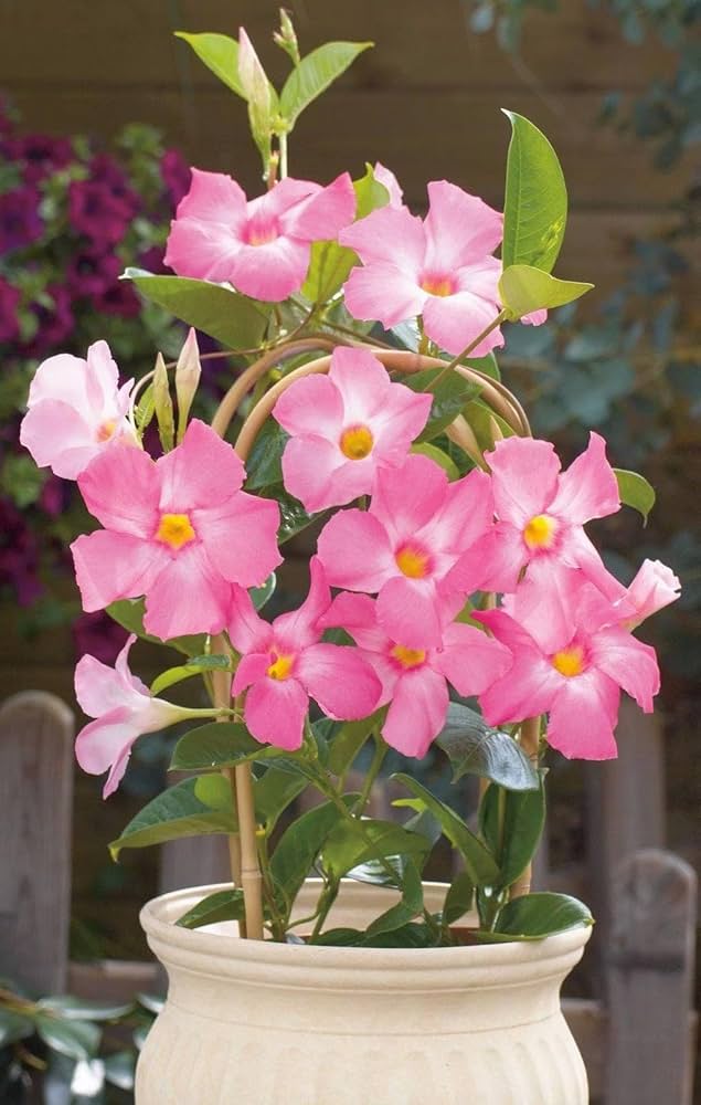 White Pink Mandevilla Flower Seeds Heirloom Non-GMO High Germination Organic Garden Seeds for Planting