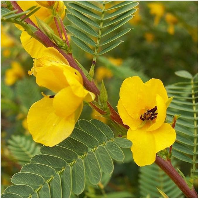 partridge pea flower seeds