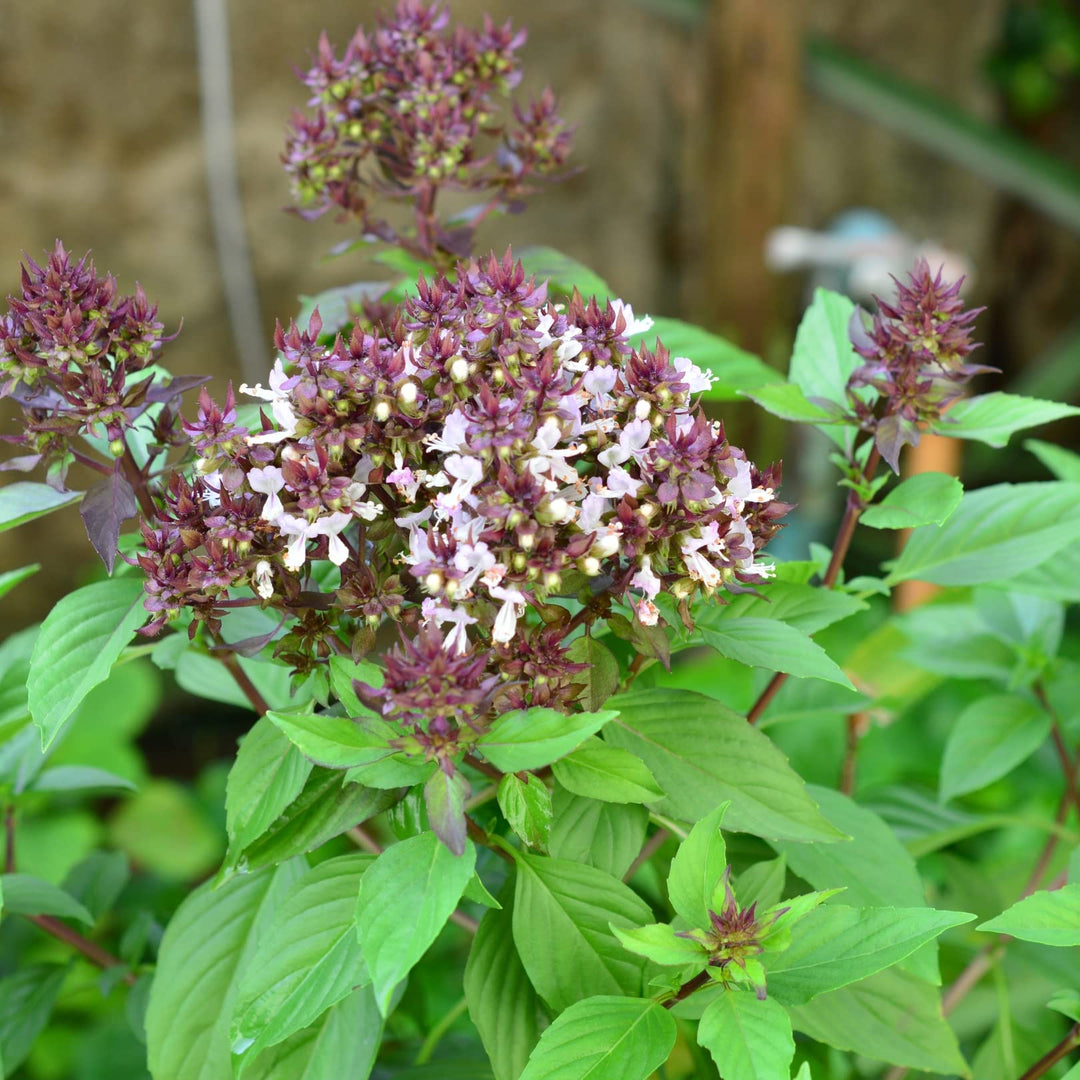 Saint Basile herb seeds