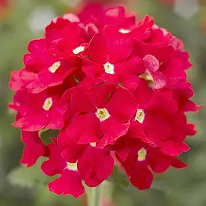 red verbena flower seeds