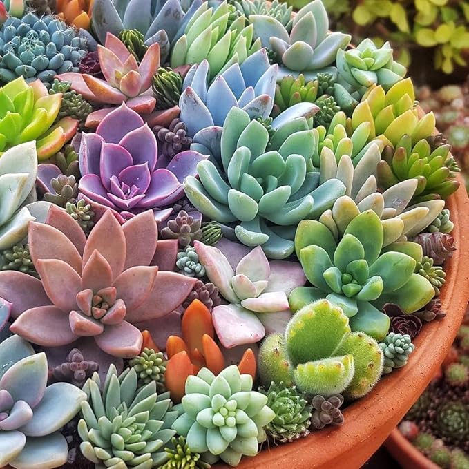 rare clovanty flower seeds