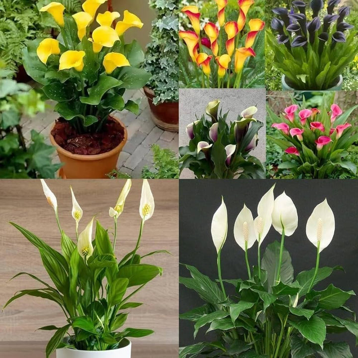 Mixed Spathiphyllum Flower Seeds – Heirloom, Non-GMO, High Germination Seeds