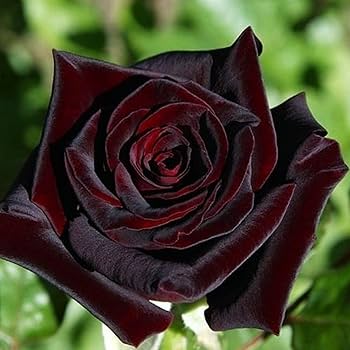 Maroon Kletterrosen Blumensamen zum Pflanzen – Heirloom gentechnikfrei hohe Keimrate