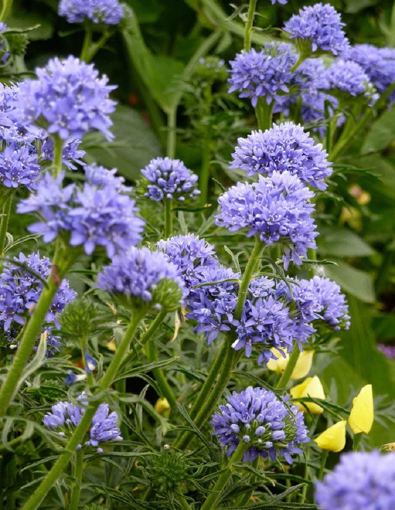 blue globe flower seeds