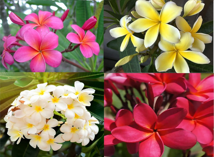 Frangipani Flower Seeds Mixed – Heirloom Non-GMO High Germination Organic Seeds