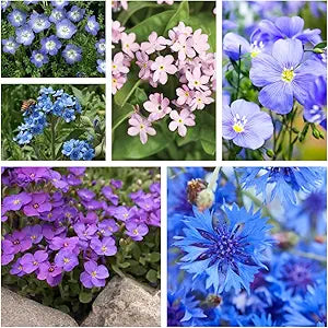 blue purple flower seeds