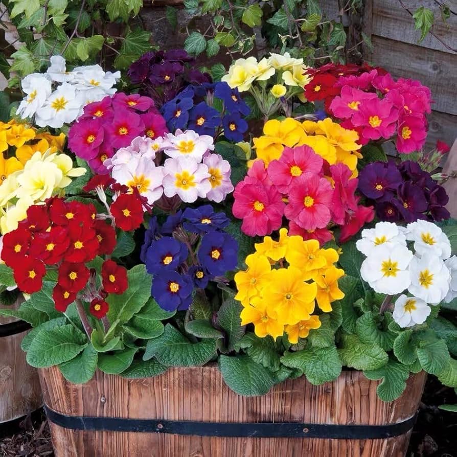 mini europe flower seeds