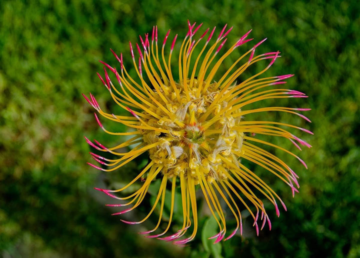 Semillas de Scabiosa Color Rosa Amarillo – Variedad de Herencia, Sin OGM, Semillas Orgánicas de Jardín de Alta Germinación para Sembrar