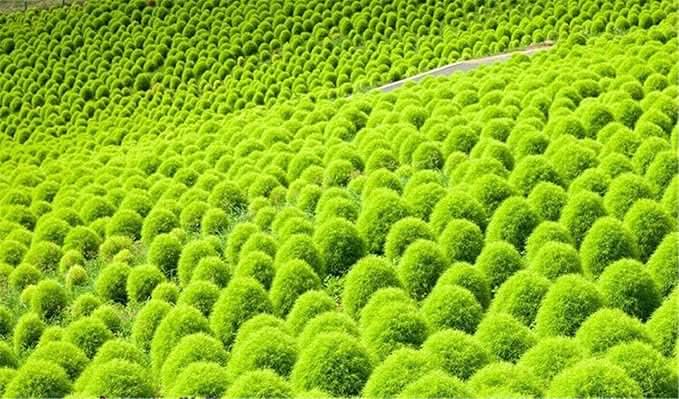 Kochia Scoparia herb seeds