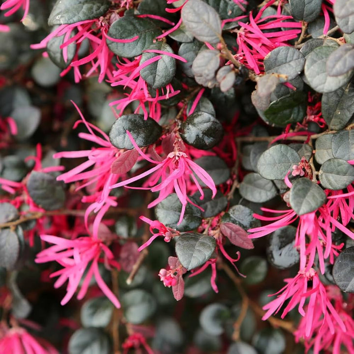 Pink Loropetalum Flower Seeds – Heirloom, Non-GMO, High Germination Seeds