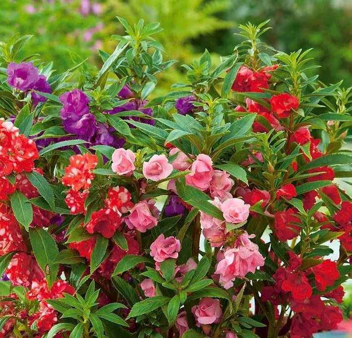 Double Balsam Camellia Flower Seeds – Heirloom Non-GMO High Germination Seeds