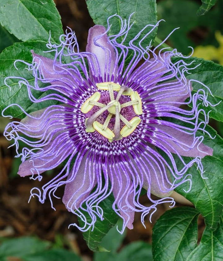 Violet Passiflora Flower Seeds – Heirloom, Non-GMO, High Germination Seeds