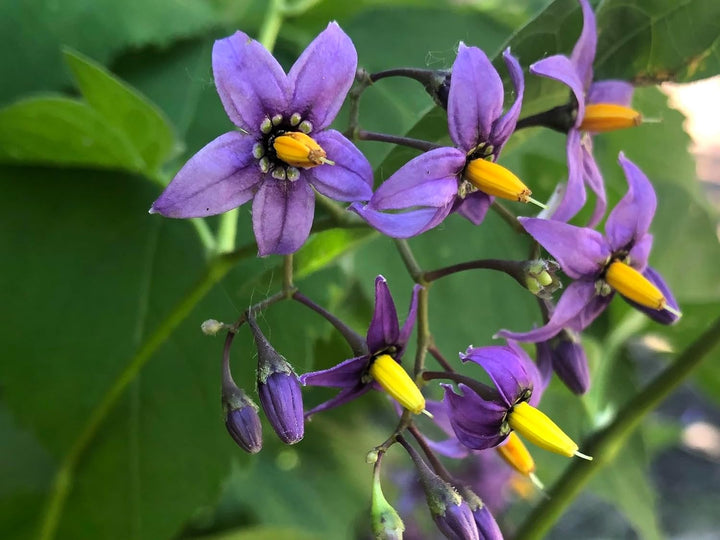 Purple Solanum Dulcamara Flower Seeds Heirloom Non-GMO High Germination Organic Garden Seeds for Planting