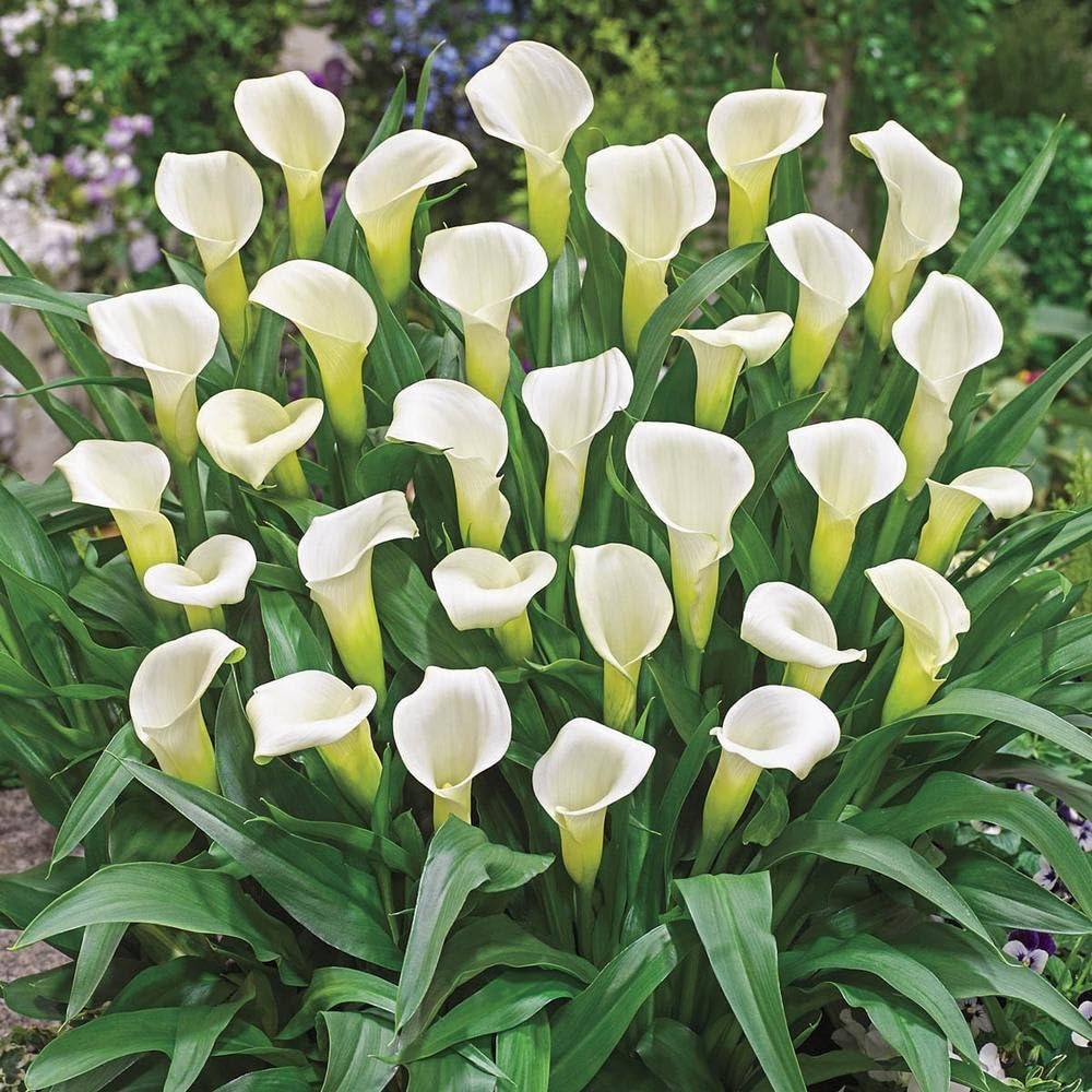 White Aethiopica Calla Lilly Flower Seeds Heirloom Non-GMO High Germination Organic Garden Seeds