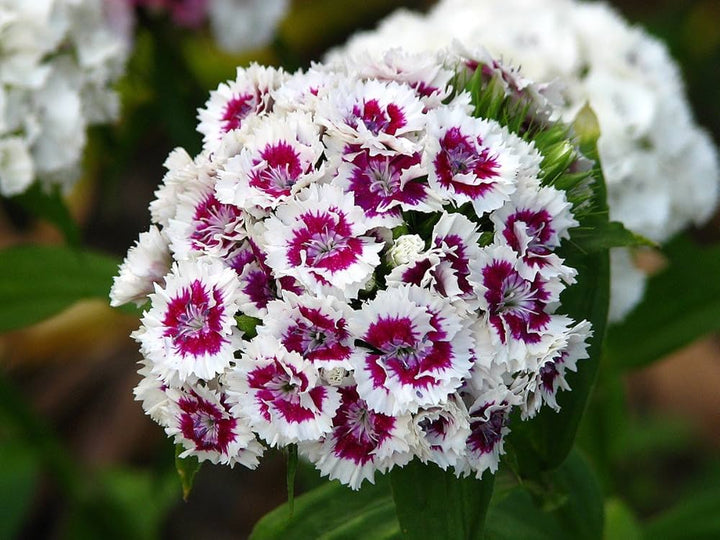 Maroon Kalmia Latifolia Flower Seeds – Heirloom, Non-GMO, High Germination Seeds