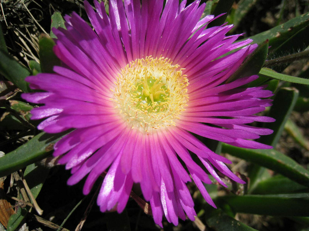 Karkalla Flower Seeds – Heirloom, Non-GMO, High Germination Seeds for Planting