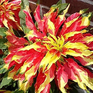 amaranthus tricolor flower seeds