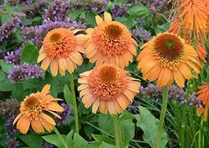 echinacea supreme flower seeds