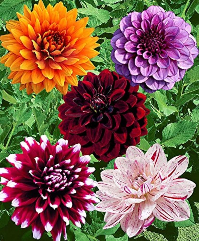 dahlia flower flower seeds