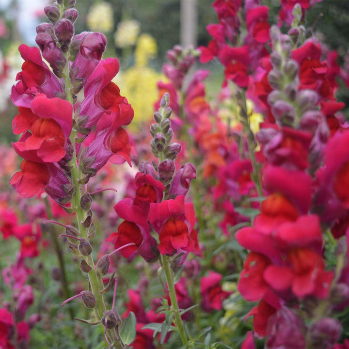 Red Antirrhinum Flower Seeds – Heirloom, Non-GMO, High Germination Seeds