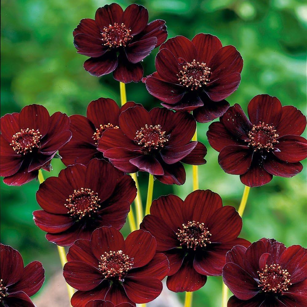 Maroon Chamomile Flower Seeds – Heirloom, Non-GMO, High Germination, Organic Seeds