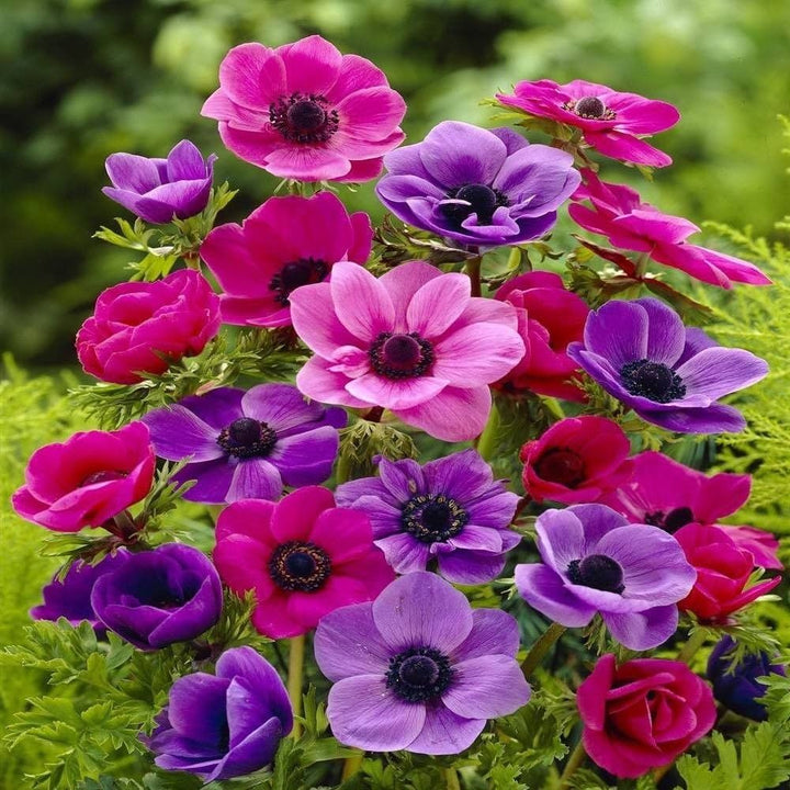 Mixed Anemone Flower Seeds – Heirloom Non-GMO High Germination Seeds