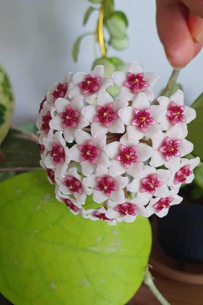 White Pink Hoya Carnosa Flower Seeds Heirloom Non-GMO High Germination Organic Garden Seeds for Planting