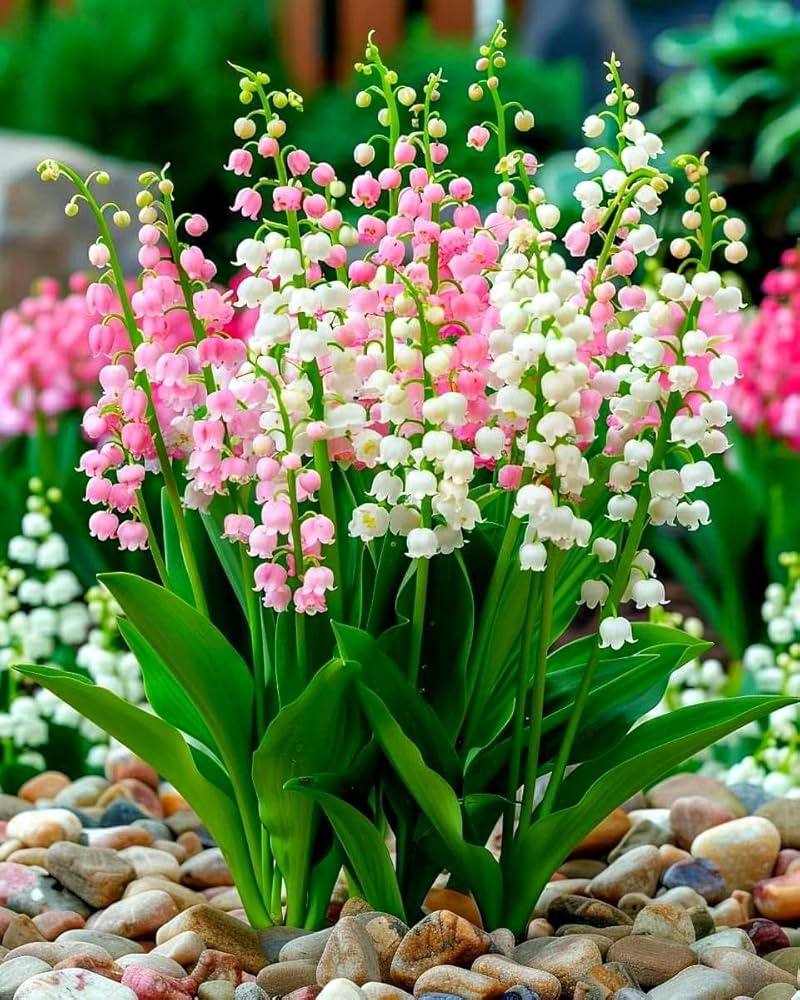 Lily of the Valley Flower Seeds Mixed – Heirloom, Non-GMO, High Germination Seeds