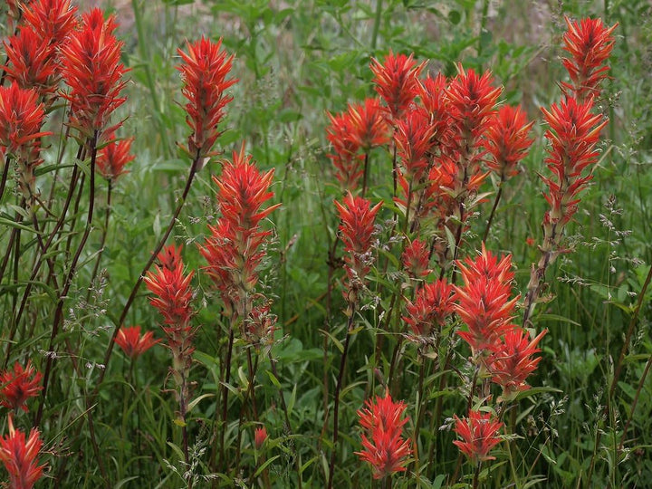 Red Castilleja Miniata Flower Seeds – Heirloom, Non-GMO, High Germination Organic Garden Seeds for Planting Seeds for Planting