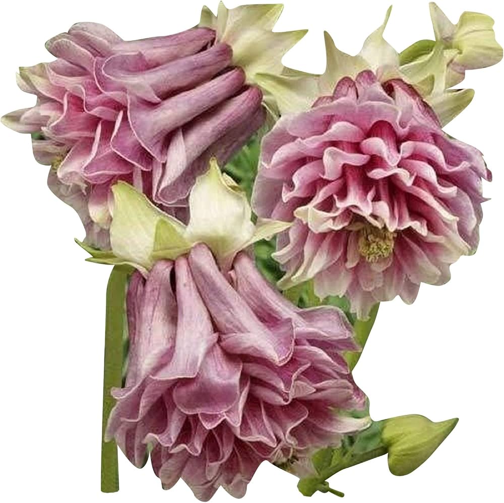 aquilegia for flower seeds