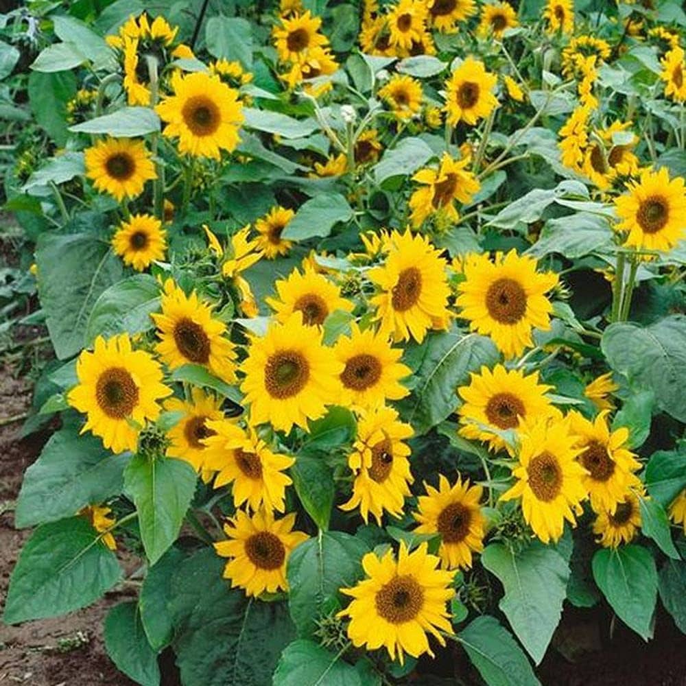 dwarf sunflower flower seeds