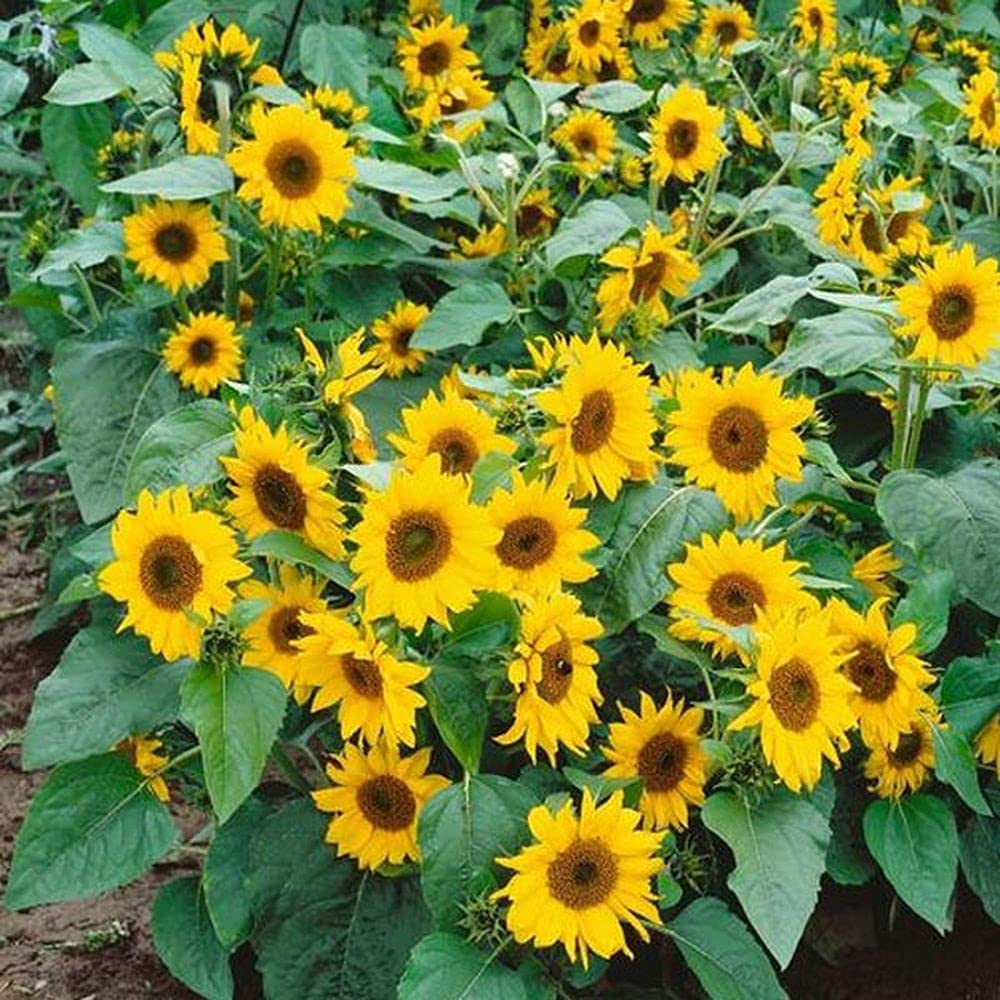 dwarf sunflower flower seeds