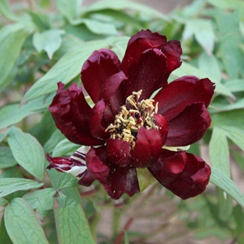 Chinese Tree Peony Flower Seeds for Planting