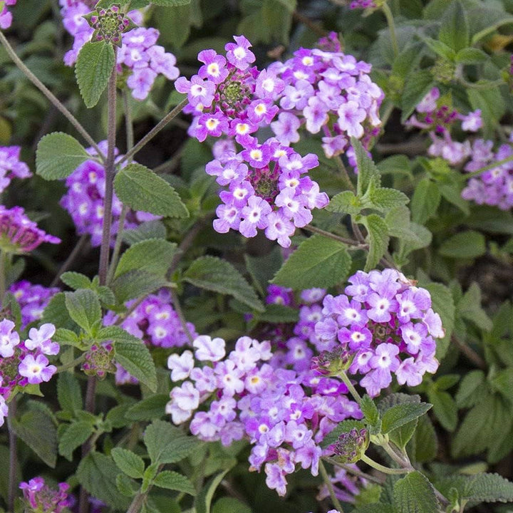 Purple Lantana Flower Seeds Heirloom Non-GMO High Germination Organic Garden Seeds for Planting