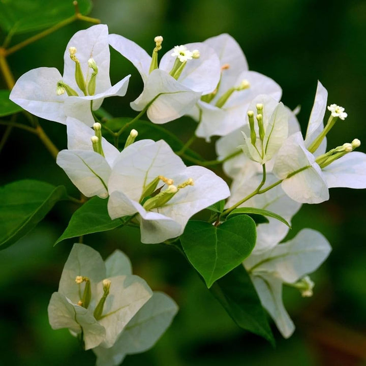 White Perennial Giant Bougainvillea Flower Seeds for Planting – Heirloom Non-GMO