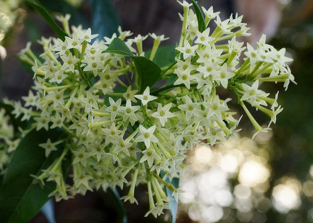 White Night Jasmine Flower Seeds – Heirloom, Non-GMO, High Germination Seeds