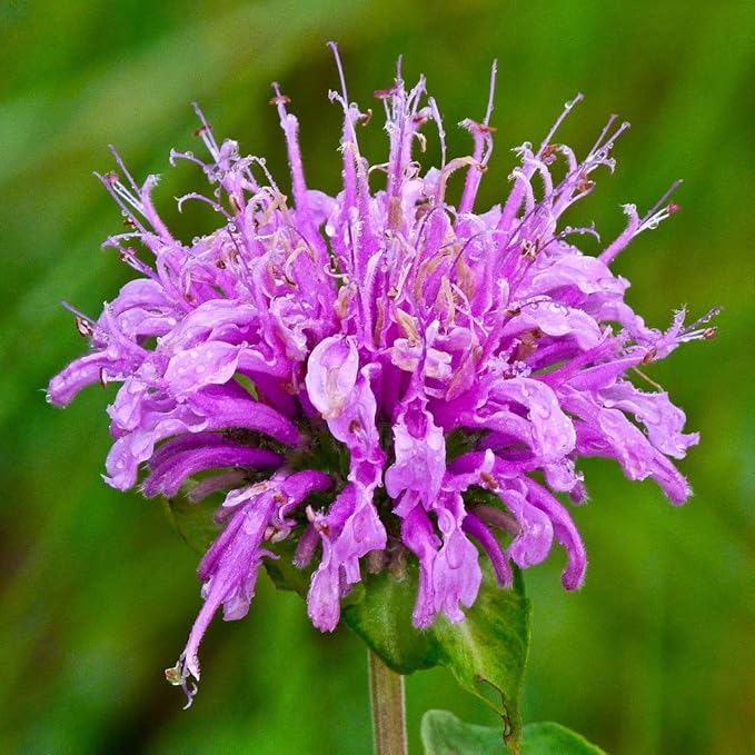 Wild Bergamot herb seeds