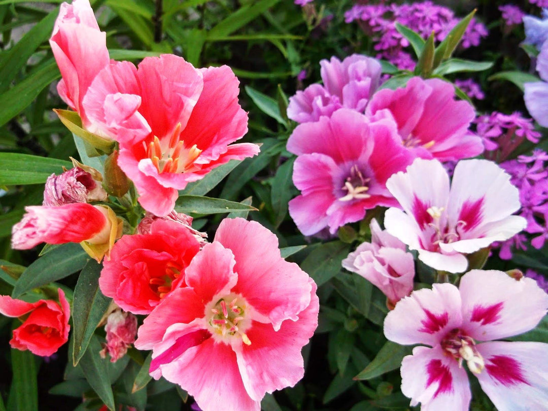 godetia clarkia flower seeds