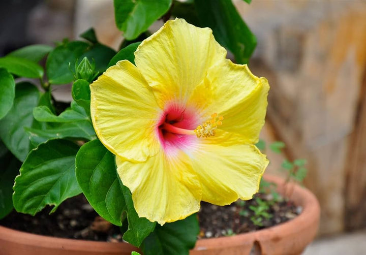 Giant Hibiscus Flower Seeds Yellow Pink For Growing – Heirloom, Non-GMO High Germination Seeds for Planting | Organic Garden Seeds