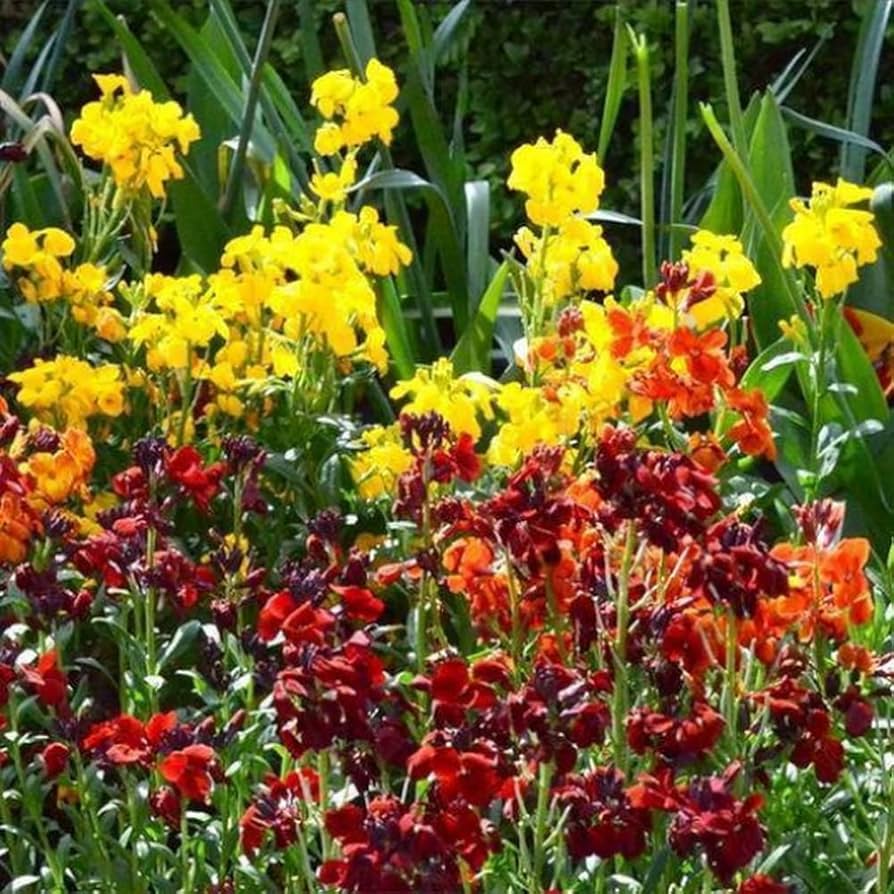 wallflower ravenelle flower seeds