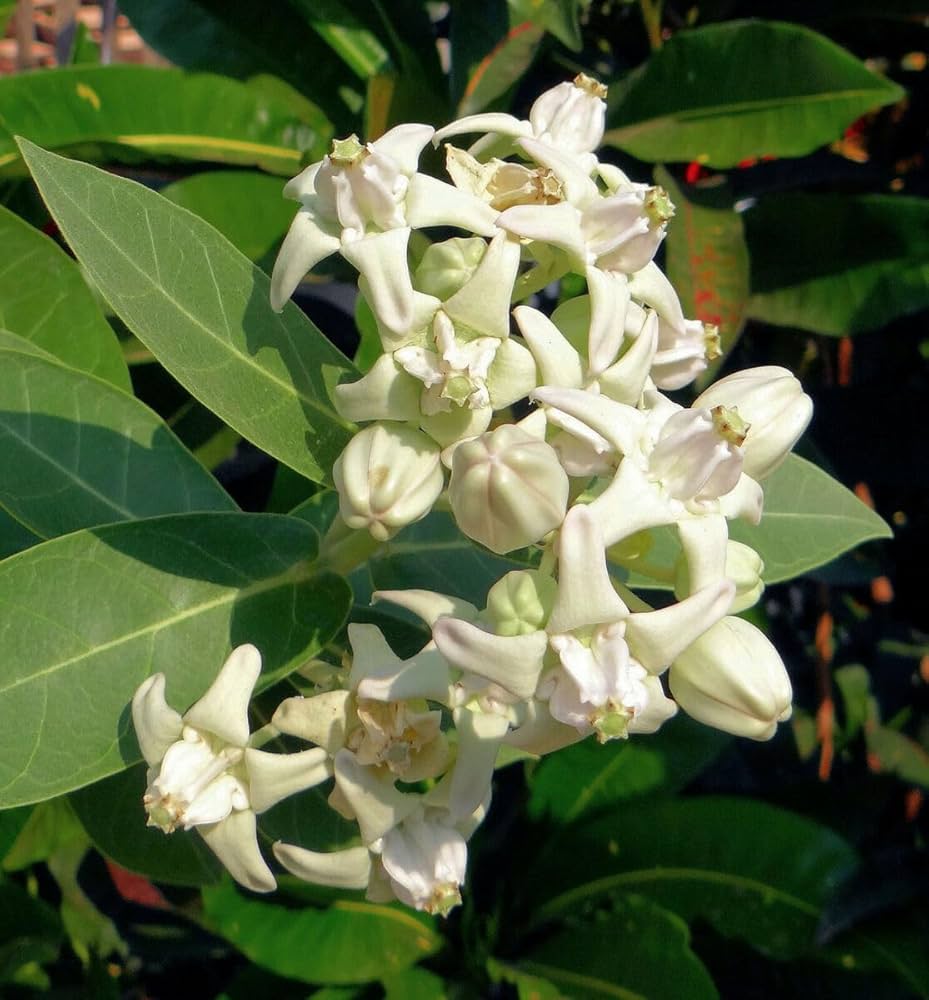 White Calotropis Gigantea Flower Seeds – Heirloom, Non-GMO, High Germination Seeds