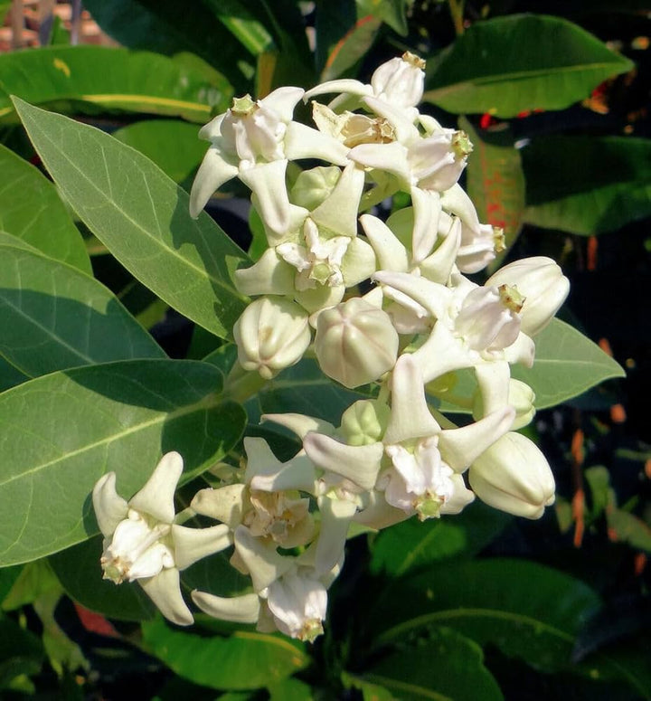 White Calotropis Gigantea Flower Seeds – Heirloom, Non-GMO, High Germination Seeds