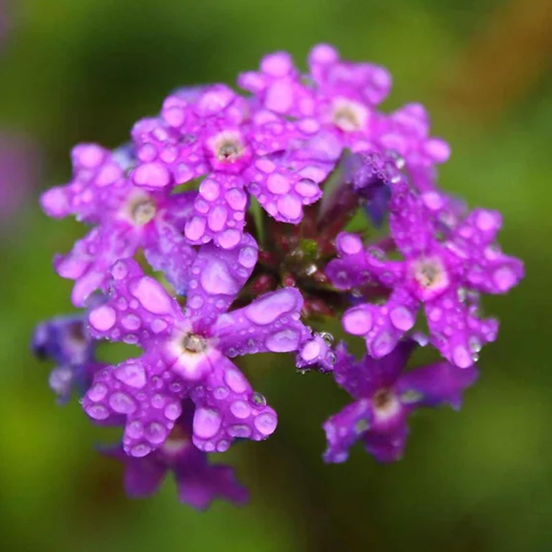 moss verbena flower seeds