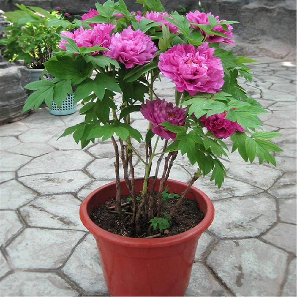chinese peony flower seeds
