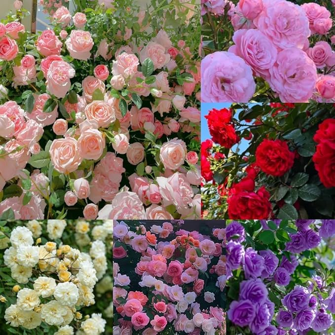 exotic miniature flower seeds