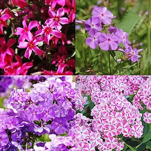 mix phlox flower seeds