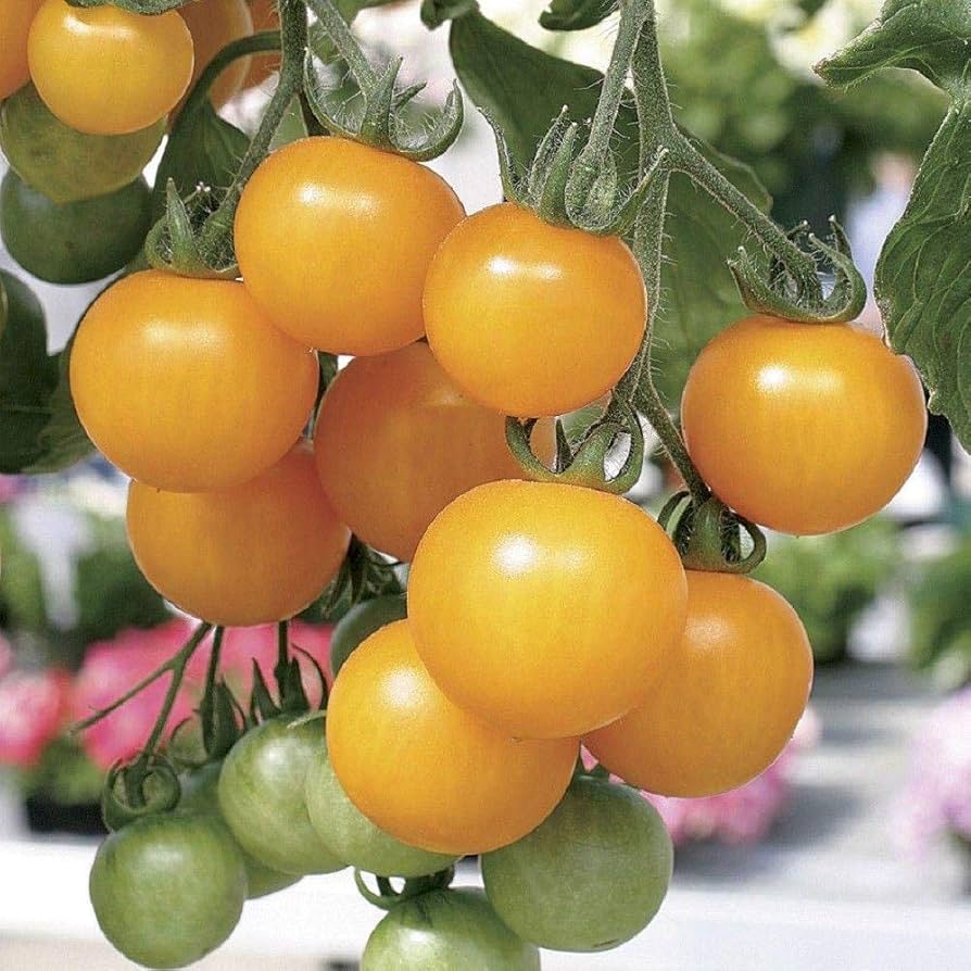 lemon boy flower seeds